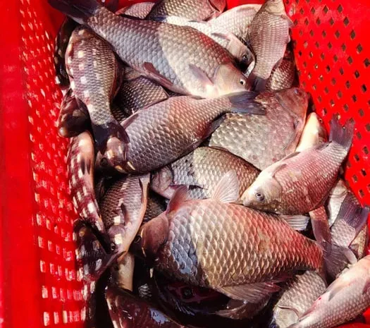 Жива риба (короп, карась, товстолоб), перевезення- фото № 1