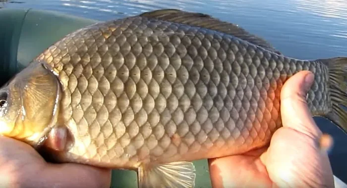 Карась большой свежий- фото № 1
