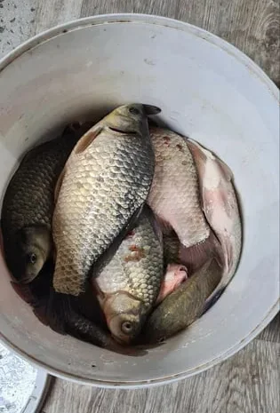 Продам рибу- в наявності карасі, карп з озера- фото № 1