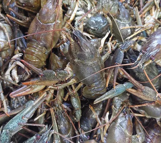 31. 03.В наличии Рак Таирово. Живой и готовый- фото № 1