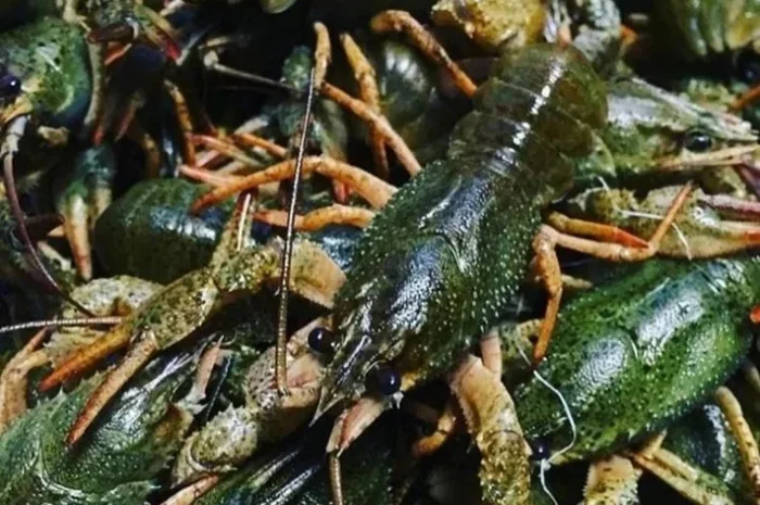 Раки живые, вареные- фото № 1