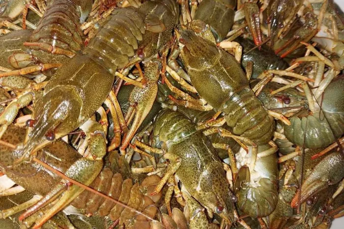 Живі раки всіх розмірів- фото № 1