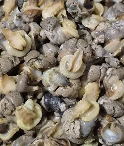 Філе равлика Helix aspersa Muller- фото № 1