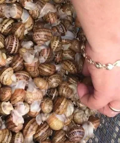 Живые улитки Мюллер — деликатес с частной фермы- фото № 1