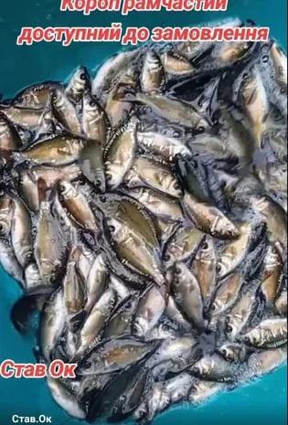 Продаємо зарибок коропа, амура, лина та товстолоб- фото № 1