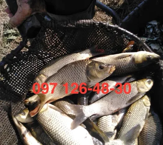 Зарибок карася, коропа та амура зі ставків- фото № 1