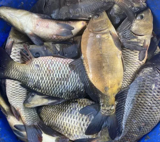 Зарибок Короп, Товстолоб- фото № 1