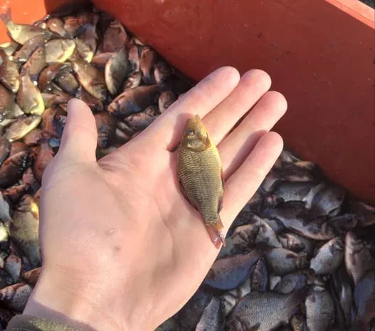 Короп амур мальок! Зарибок у ставок- фото № 1