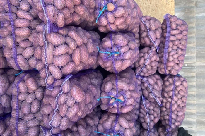 Пропонується посадкова картопля сорту Есмі- фото № 3