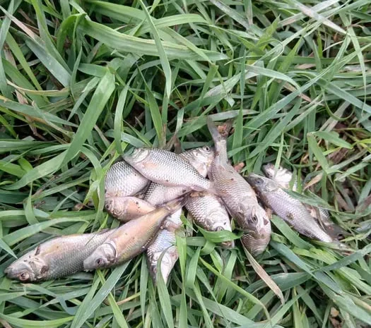 Зарибок коропа-однорічка- фото № 1