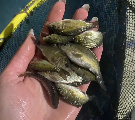 Зарибок для водойм коропа- фото № 1