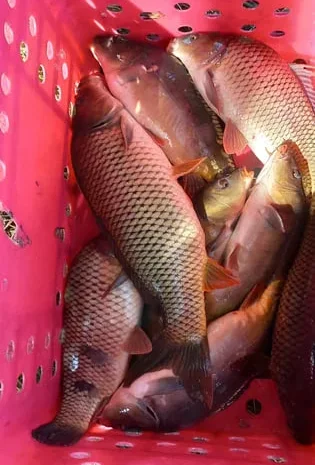 Короп, зарибок 2- річка з доставкою- фото № 1