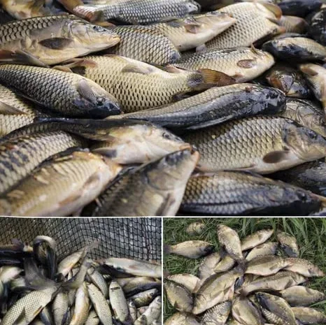 Зарибок, мальок риби – короп, товстолоб, амур- фото № 1