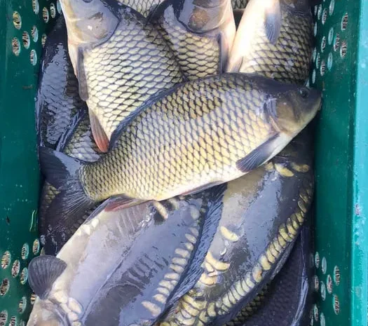 Продам зарибок (малек) короп- фото № 1