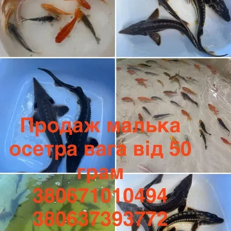 Мальок, риба, зарибок, гібрид осетра, карпи кої- фото № 1