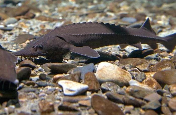 Малек Ленского осетра- фото № 1