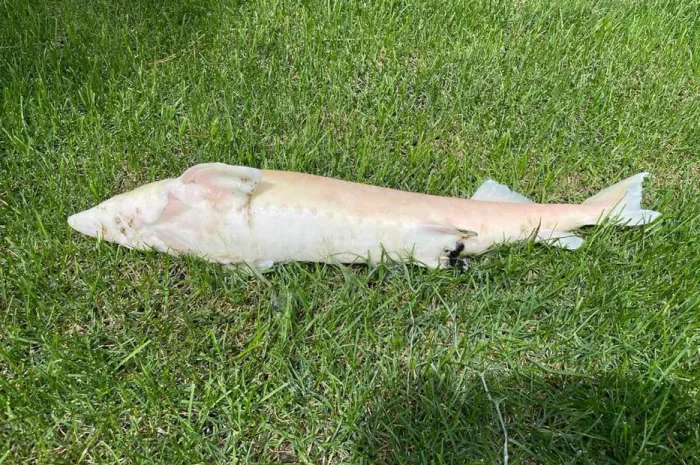 Підрощений зорибок, підрощений мальок, осетр- фото № 1