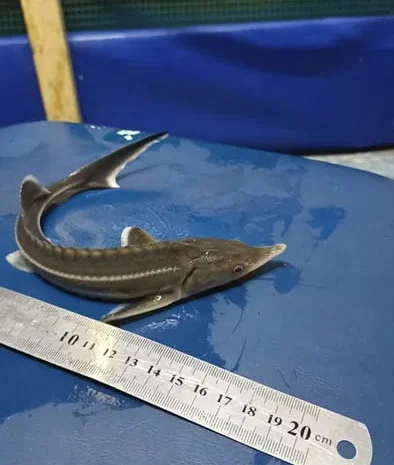 Осетри для акваріума в ставок в озеро- фото № 1