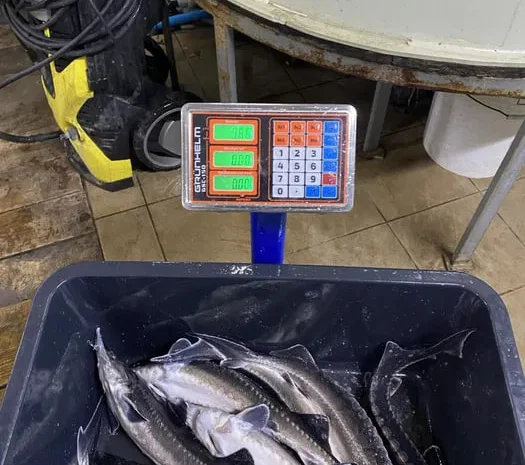 Підрощений зарибок осетра- фото № 1