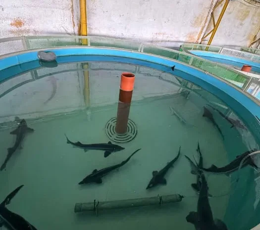 Цьогорічний зарибок стерляді та осетра- фото № 1