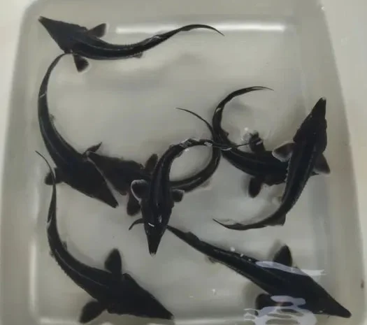 Малёк Осетра 2025 года.Киев- фото № 1