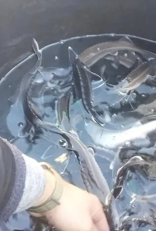 Мальок зарибок рибка осетр форель- фото № 1