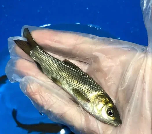 Зарибок мальок Налим Короп Лин білий Амур- фото № 1