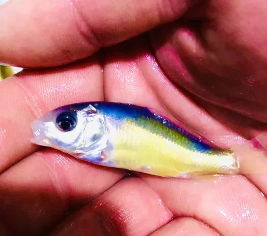 Рибне господарство пропонує зарибок  білий амур- фото № 1