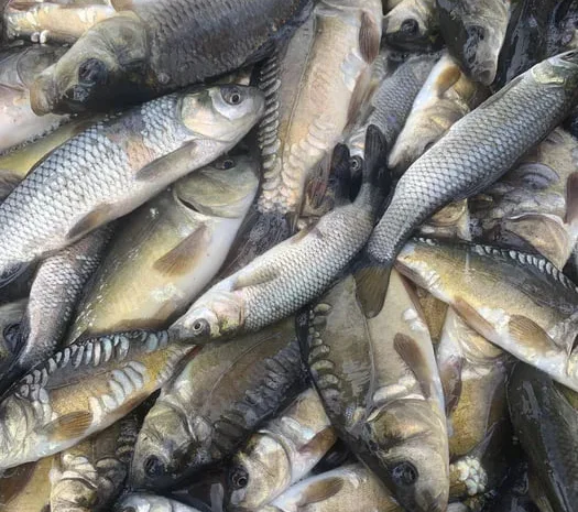 Зарибок білого амура, дзеркального коропа- фото № 1