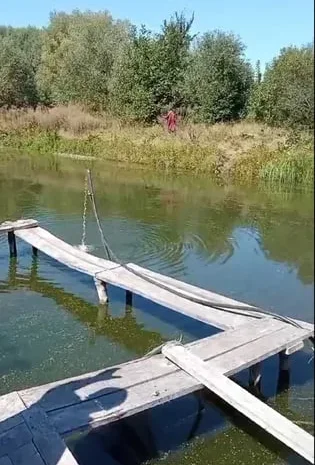 Зарибок білого амура.- фото № 1