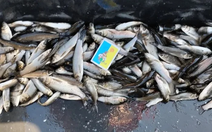 Зарибок Білий Амур Короп- фото № 1