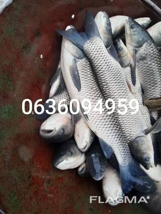 Зарибок білого амура.- фото № 1