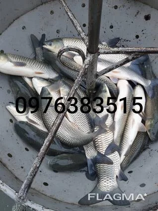 Зарибок білого амура.- фото № 1