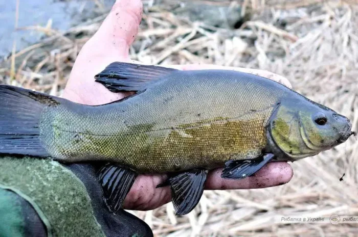 Продам лина з власної водойми на зарибок (линя)- фото № 1