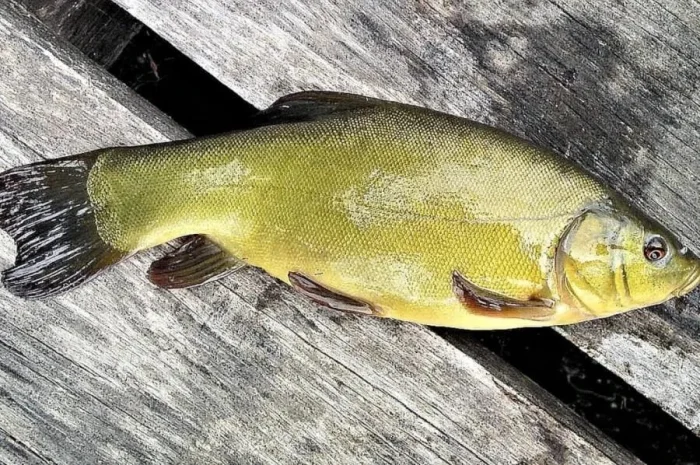 Зарибок Линя- швидкозростаючого.- фото № 1