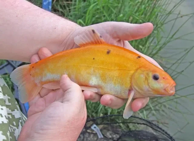 Золотий лин Мальок зарибок- фото № 1