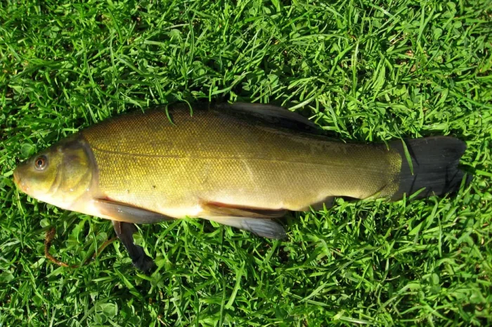 Продам зарибок лина власної водойми (линя,лин)- фото № 1