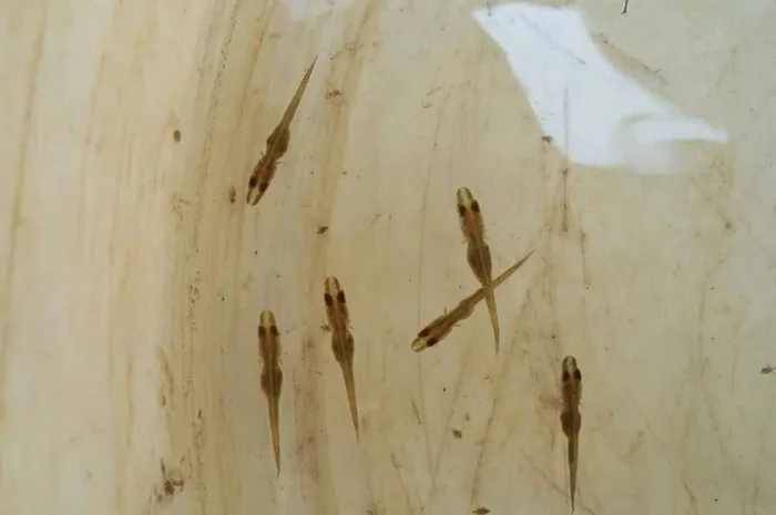 Личинка щуки, зарибок- фото № 1