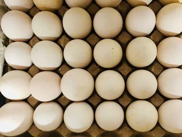 Гусячі- індичі яйця / інкубація та харчування- фото № 1