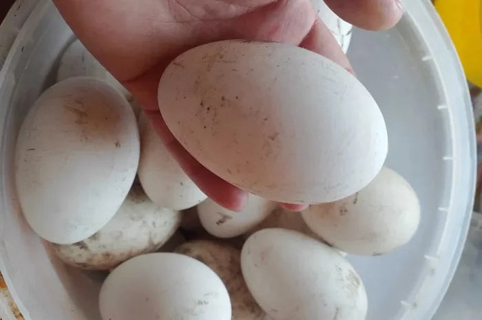 Домашні гусячі яйця харчові та інкубаційні- фото № 1