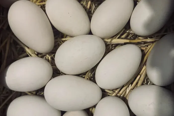 Інкубаційні яйця гуски- фото № 1