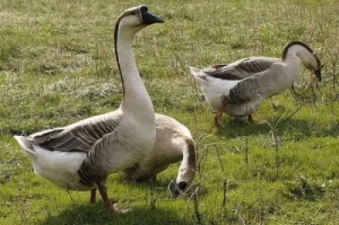 Інкубаційні Гусячі яйця- фото № 1