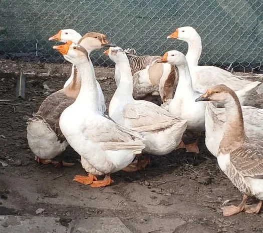 Гусячі інкубаційні яйця.- фото № 1