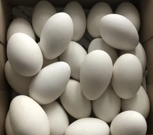 Гусячі яйця інкубаційні- фото № 1