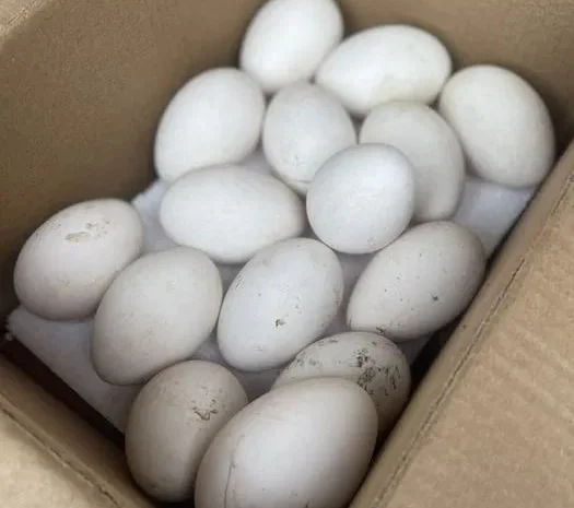 Гусячі яйця гуси інкубаційні- фото № 1