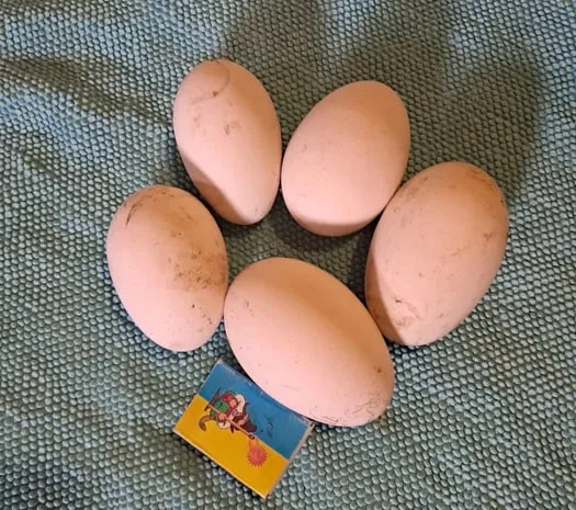 Інкубаційні гусячі яйця- фото № 1