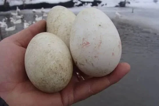 Гусячі яйця в інкубатор- фото № 1