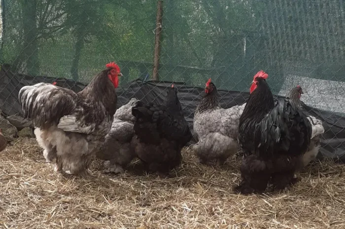 Інкубаційні яйця Кохінхіна!- фото № 1