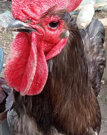 Продам курячі інкубаційні яйця порода джергійс.- фото № 1