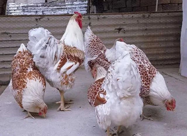 Інкубаційне яйце (курчата). Віандот:біле золото- фото № 1